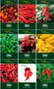 Chilisamen Set - 9 Sorten Samen - Saatgut Sortiment - Produktbild-Vorschau 2