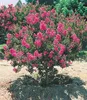 BALDUR Garten 2er Blüten-Sträucher-Kollektion Sommerflieder Produktbild-Vorschau 3