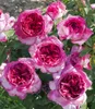 A close-up view of several blooming pink and purple roses. Produktbild-Vorschau