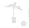 Bloomique - Musa basjoo - Banan ogrodowy - Roślina bananowa Podgląd zdjęcia produktu 7