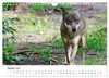 Unsere Wölfe - Ein Wildtier kehrt zurück (Wandkalender 2027 Produktbild-Vorschau 4