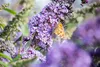 Buddleja 'Lochinch', Schmetterlingsflieder, lavendelblau, Produktbild-Vorschau 2