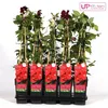 Clematis Hagley Hybrid - Clematis Rood - Ø15cm - ↕65cm Voir les images du produit 6