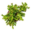 Lyži?kový strom - Crassula "Hobbit" - Sukulentná izbová Náhľad obrázku produktu 2