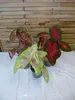[Palmenlager] 3x Caladium bicolor 60-80 cm- Topf 21 cm Ø // Produktbild-Vorschau 1