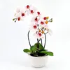Umělá květina orchidej phalaenopsis 3D-tisk v keramickém Náhled obrázku produktu 3