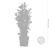 Bloomique - Mandevilla Sundaville - Jaśmin chilijski - Podgląd zdjęcia produktu 3