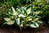 Stauden Gänge 3 x Hosta x fortunei 'Fire and Ice' im 1 Produktbild-Vorschau 4