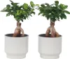 Bonsai - 4 szt - Ficus microcarpa - Wysokość 30-40cm - Podgląd zdjęcia produktu 7