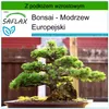 SAFLAX - Bonsai - Modrzew Europejski - 75 Nasiona - Z Podgląd zdjęcia produktu 5