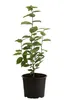Dehner Hainbuche, für 2 Meter Hecke, ca. 50-60 cm, 10 x 2 l Produktbild-Vorschau 2