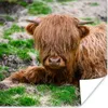 MuchoWow® Poster Schottischer Highlander - Heu - Gras 30x30 Produktbild-Vorschau 1