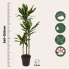 Dragonnier - Dracaena fragrans 'Cintho' - Hauteur 140-150cm Voir les images du produit 2