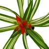 Mini Guzmania Trio - sada 3 barevných bromélií ve 3 barvách Náhled obrázku produktu 8