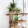 Bloomique - 4er-Mix - Luftreinigende Pflanzen - Dracaena - Produktbild-Vorschau 2