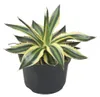 Agave lophanta quadricolor – vierfarbig – 12-cm-Topf – Produktbild-Vorschau 2
