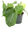 Gardners Philodendron scandens, průměr 12 cm Náhled obrázku produktu 3