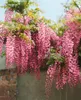 Wisteria floribunda, glicynia japońska, 60-100 cm Podgląd zdjęcia produktu 10