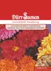 Dürr-Samen - Chrysanthemum indicum Winteraster - Saatgut - Produktbild-Vorschau 1