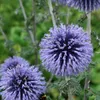 6 x Banater Kugeldistel Blue Globe - Echinops bannaticus Produktbild-Vorschau 2