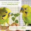 Vogelmiere Samen (Stellaria media) - Wertvolle Heilpflanze Produktbild-Vorschau 3