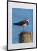 MuchoWow® Gerahmtes Poster Vogel - Tiere - Pfahl - Blau - Produktbild-Vorschau 1