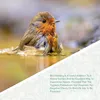 WILDLIFE FRIEND Vogelbad & Futterspender zum Stehen für Produktbild-Vorschau 5