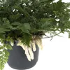 Humata tyermannii Bärenfußfarn Ø 17 cm - Höhe 20 cm - Produktbild-Vorschau 6