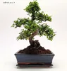 Bonsai Baum mit Keramik Blumentopf - Chinese elm - (25 cm Produktbild-Vorschau 2