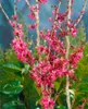 Cercis chinensis 'Avondale', Judasbaum, purpurrosa, 40–60 Produktbild-Vorschau 12