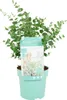Bloomique - Eucalyptus Gunnii Azura - Roślina eukaliptusowa Podgląd zdjęcia produktu 1