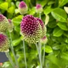 Allium Czosnek - 200 szt - 'Sphaerocephalon' - Cebulki Podgląd zdjęcia produktu 3
