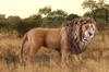 SCHLEICH SLH Brüllender Löwe WildLifeRed 14726S 06251 Produktbild-Vorschau 4