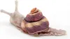 A plush toy snail is shown from a side angle against a white background. Produktbild-Vorschau
