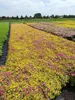 Spiraea jap. 'Golden Princess' - Brautspiere 25- 30  cm - Produktbild-Vorschau 4