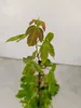 Lot de 4 érables trilobés (Acer buergerianum) – hauteur Voir les images du produit 4