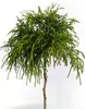 A small, potted evergreen tree with a rounded, bushy top and a single trunk. Produktbild-Vorschau