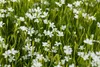 Dianthus deltoides 'Albus', goździk wrzosowy, biały, Podgląd zdjęcia produktu 4