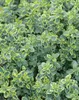 Thymus vulgaris, Echter Thymian, aromatisch, ca. 9x9 cm Produktbild-Vorschau 13