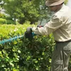 A person is trimming a hedge with an electric hedge trimmer. Podgląd zdjęcia produktu