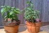 SAFLAX - Garden in the Bag - Kräuter - Thai - Basilikum - Produktbild-Vorschau 5