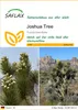 SAFLAX - Joshua Tree - Yucca brevifolia - 10 Samen Produktbild-Vorschau 1