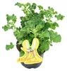 Moskito-Schocker - Duftgeranie - Pelargonium crispum - Produktbild-Vorschau 2