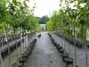 Rows of potted trees are lined up in an outdoor nursery or garden center. Produktbild-Vorschau