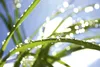 Fototapete - Grass 375x250cm - Vliestapete Produktbild-Vorschau 1