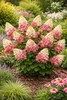 Rispenhortensie ‘Wim’s Red’ 3L Topf  – winterharte Produktbild-Vorschau 3