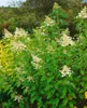 Hydrangea paniculata 'Kyushu', Rispenhortensie, weiß, 40–60 Produktbild-Vorschau 2