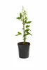Passiflore Passiflora Purple Haze 40–60 cm – Fleurs Voir les images du produit 4