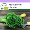 SAFLAX - BIO – kadeřavá petržel - Petroselinum crispum - Náhled obrázku produktu 10