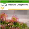 SAFLAX - Rosiczka Okrągłolistna - 50 Nasiona - Z podłożem Podgląd zdjęcia produktu 10